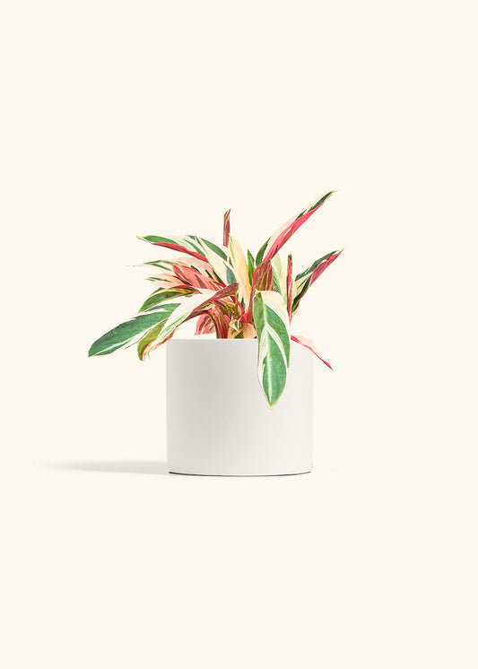 Stromanthe Triostar in a 6 inches White Classic Cylinder Planter 