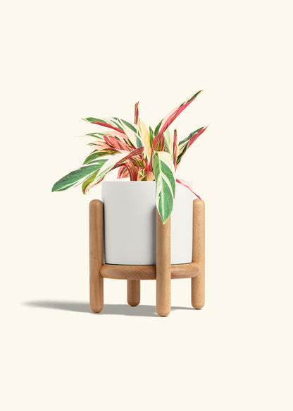 Stromanthe Triostar in a 6 inches White Classic Cylinder Planter in a Beech Wood Stand
