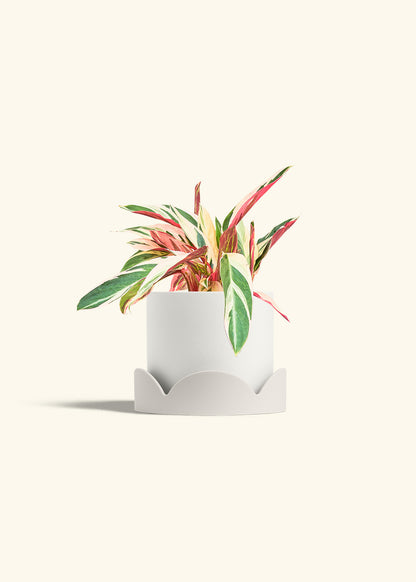 Stromanthe Triostar in a 6 inches White Classic Cylinder Planter in a Oat Petal Drip Tray