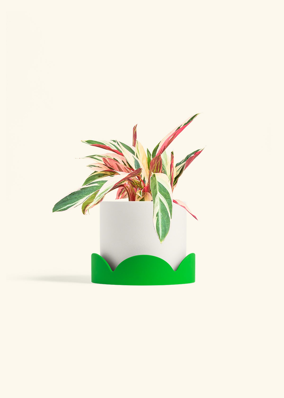 Stromanthe Triostar in a 6 inches White Classic Cylinder Planter in a Shamrock Petal Drip Tray