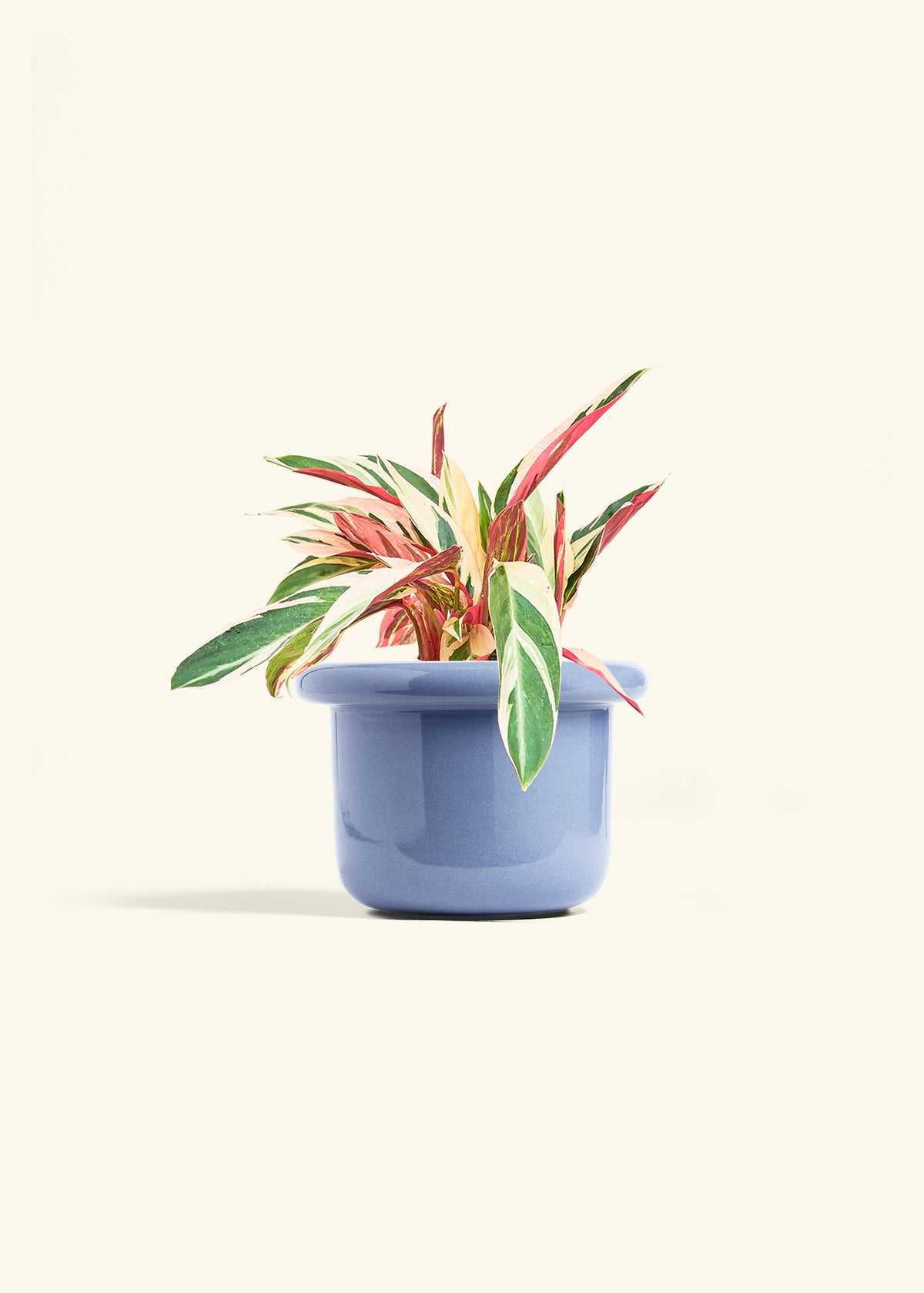 Stromanthe Triostar in a 6 inches Fat Lip Blue Planter 