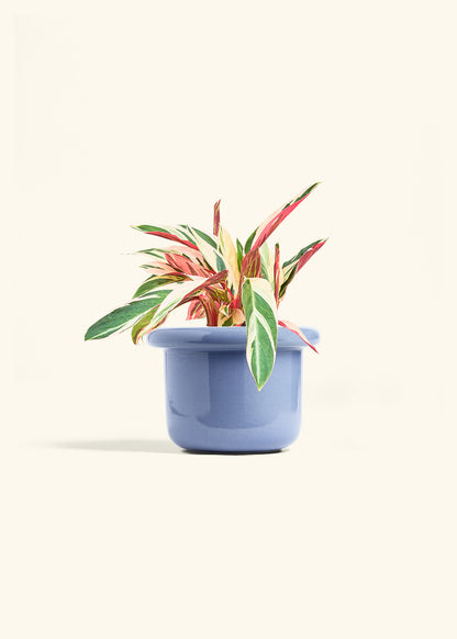Stromanthe Triostar in a 6 inches Fat Lip Blue Planter 