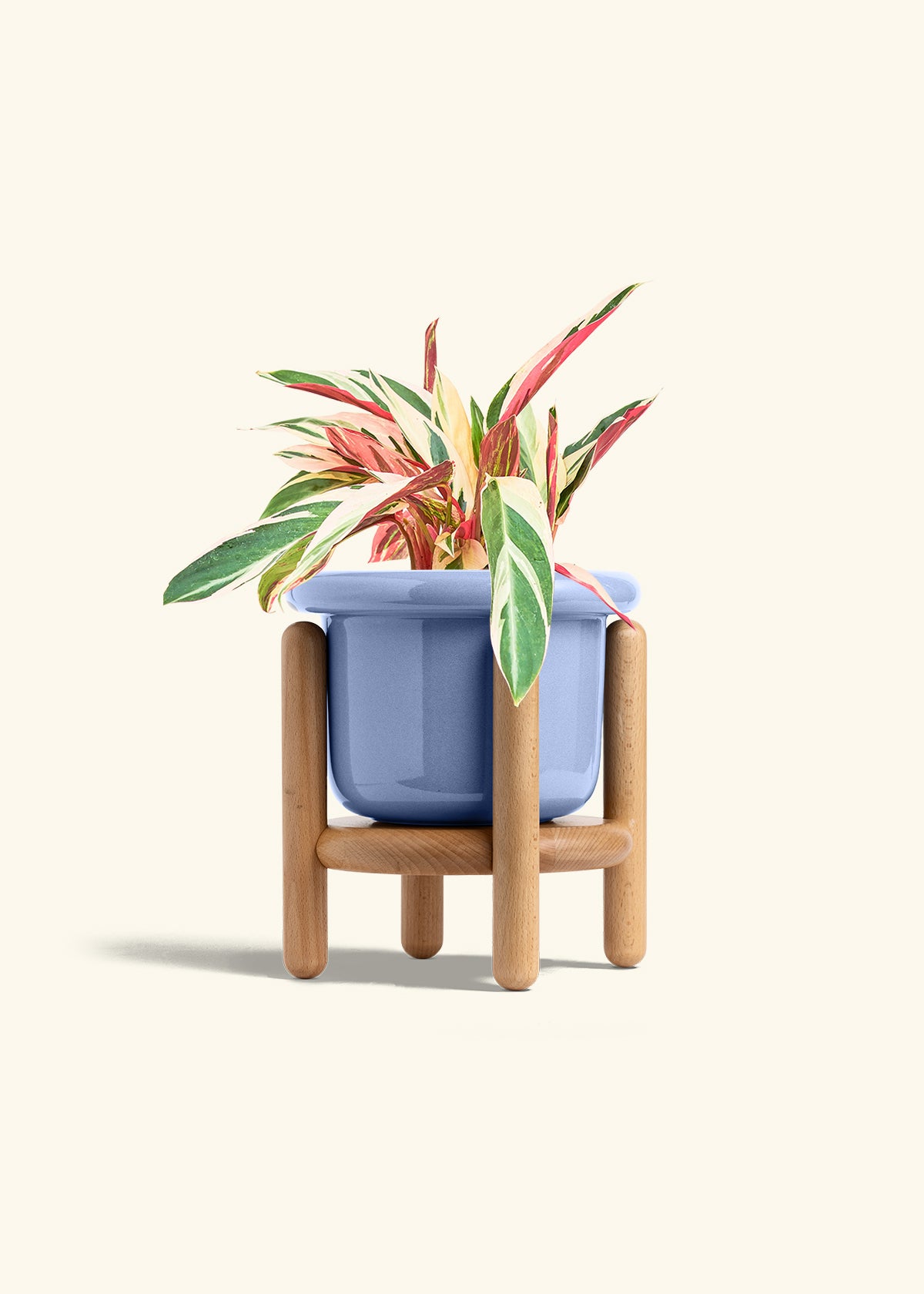 Stromanthe Triostar in a 6 inches Fat Lip Blue Planter in a Beech Wood Stand