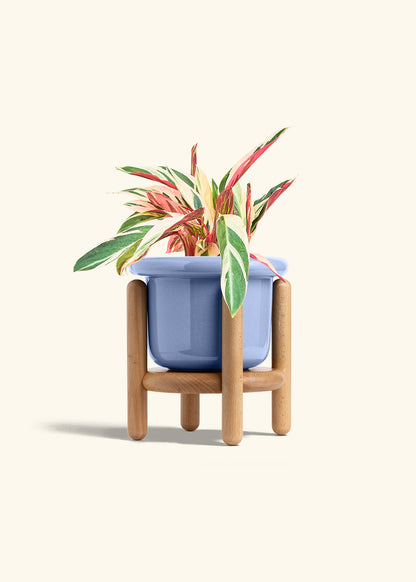 Stromanthe Triostar in a 6 inches Fat Lip Blue Planter in a Beech Wood Stand