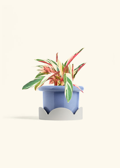 Stromanthe Triostar in a 6 inches Fat Lip Blue Planter in a Oat Petal Drip Tray