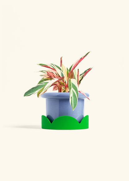 Stromanthe Triostar in a 6 inches Fat Lip Blue Planter in a Shamrock Petal Drip Tray