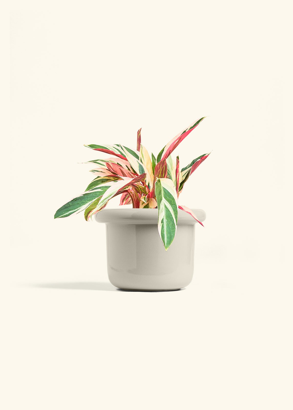 Stromanthe Triostar in a 6 inches Fat Lip Oat Planter 