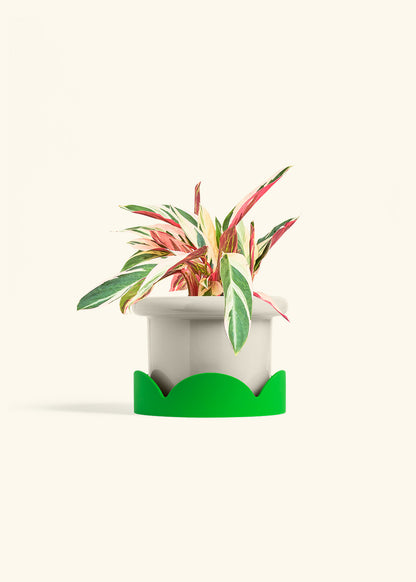 Stromanthe Triostar in a 6 inches Fat Lip Oat Planter in a Shamrock Petal Drip Tray