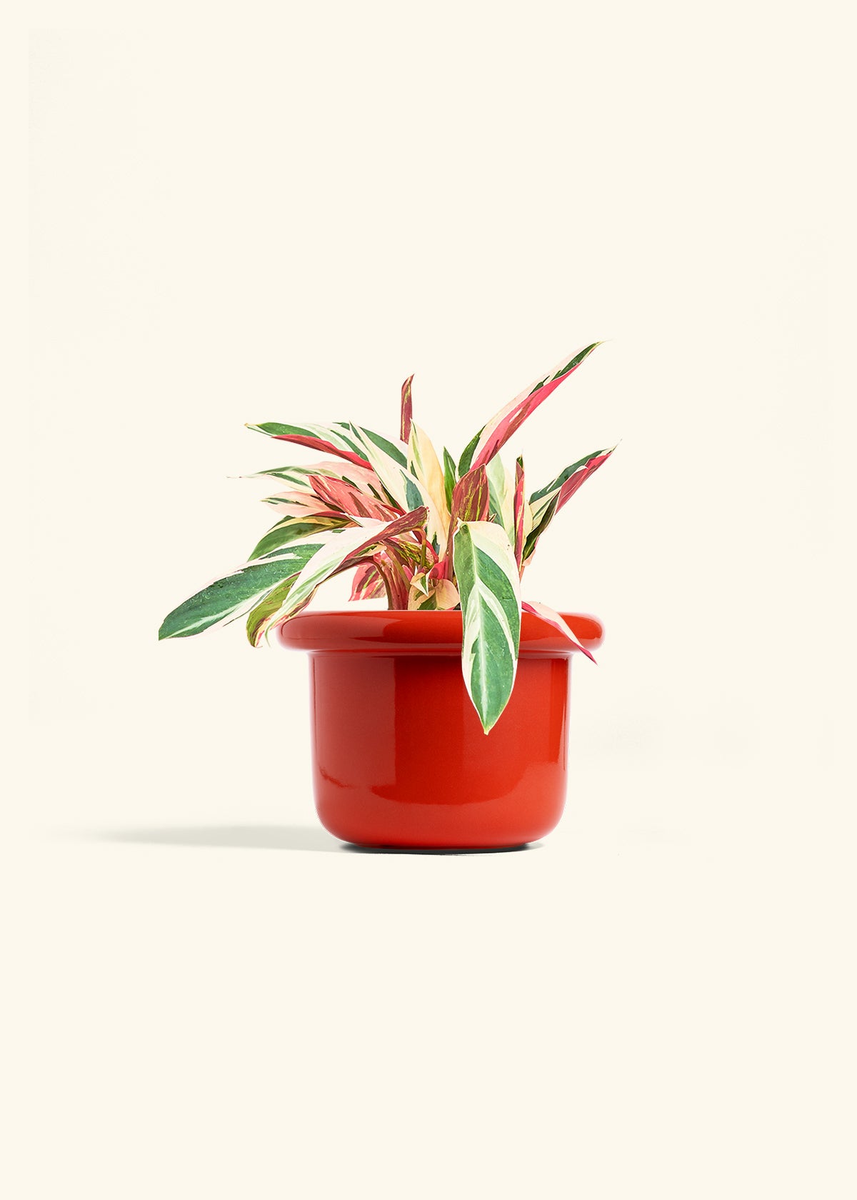 Stromanthe Triostar in a 6 inches Fat Lip Red Planter 