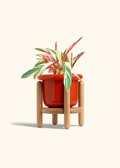 Stromanthe Triostar in a 6 inches Fat Lip Red Planter in a Beech Wood Stand