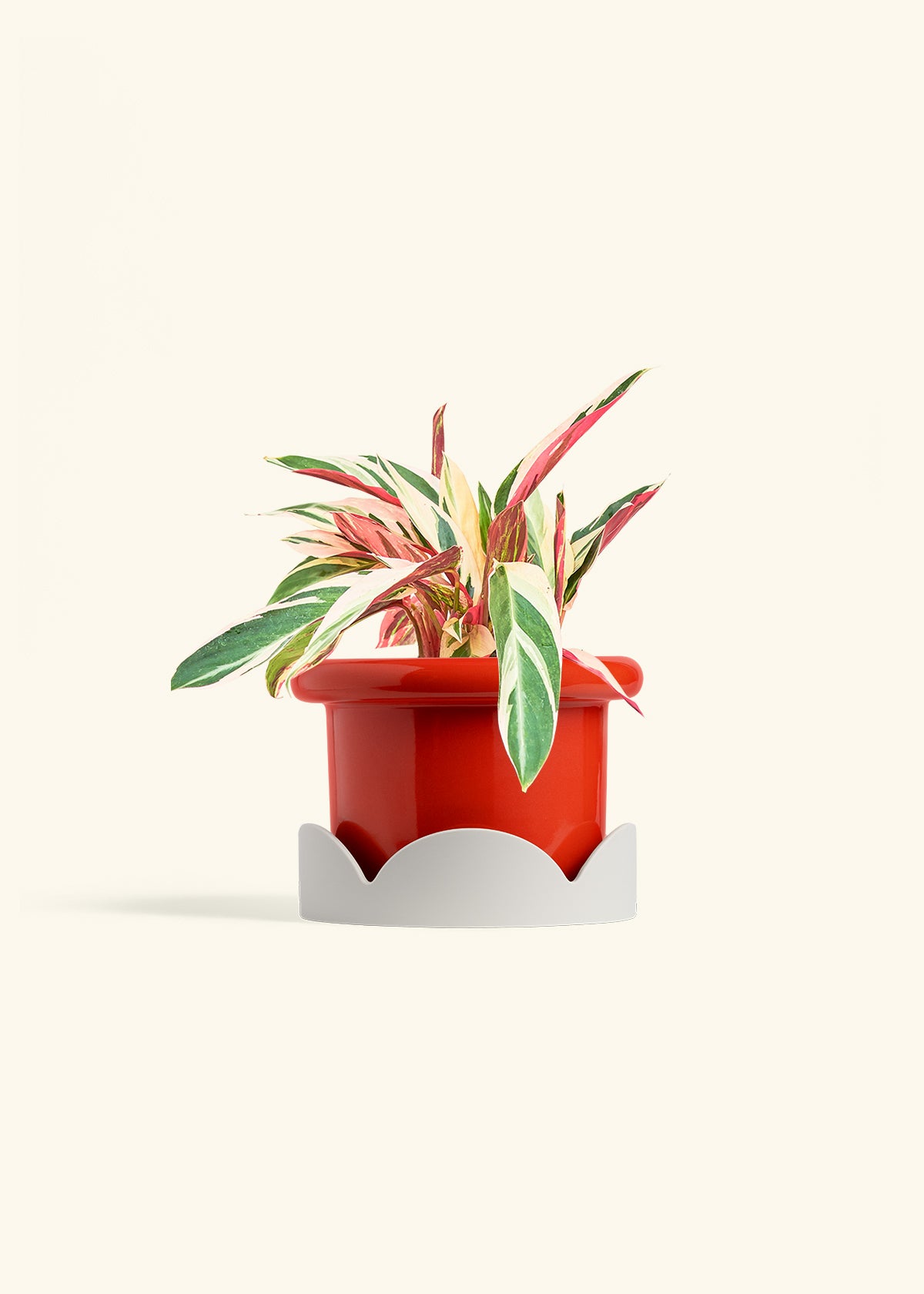 Stromanthe Triostar in a 6 inches Fat Lip Red Planter in a Oat Petal Drip Tray