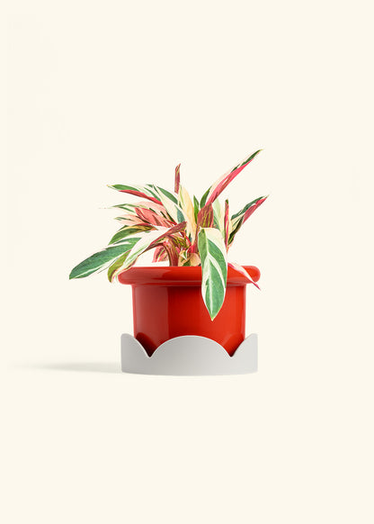 Stromanthe Triostar in a 6 inches Fat Lip Red Planter in a Oat Petal Drip Tray