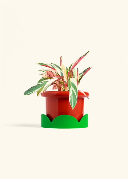 Stromanthe Triostar in a 6 inches Fat Lip Red Planter in a Shamrock Petal Drip Tray