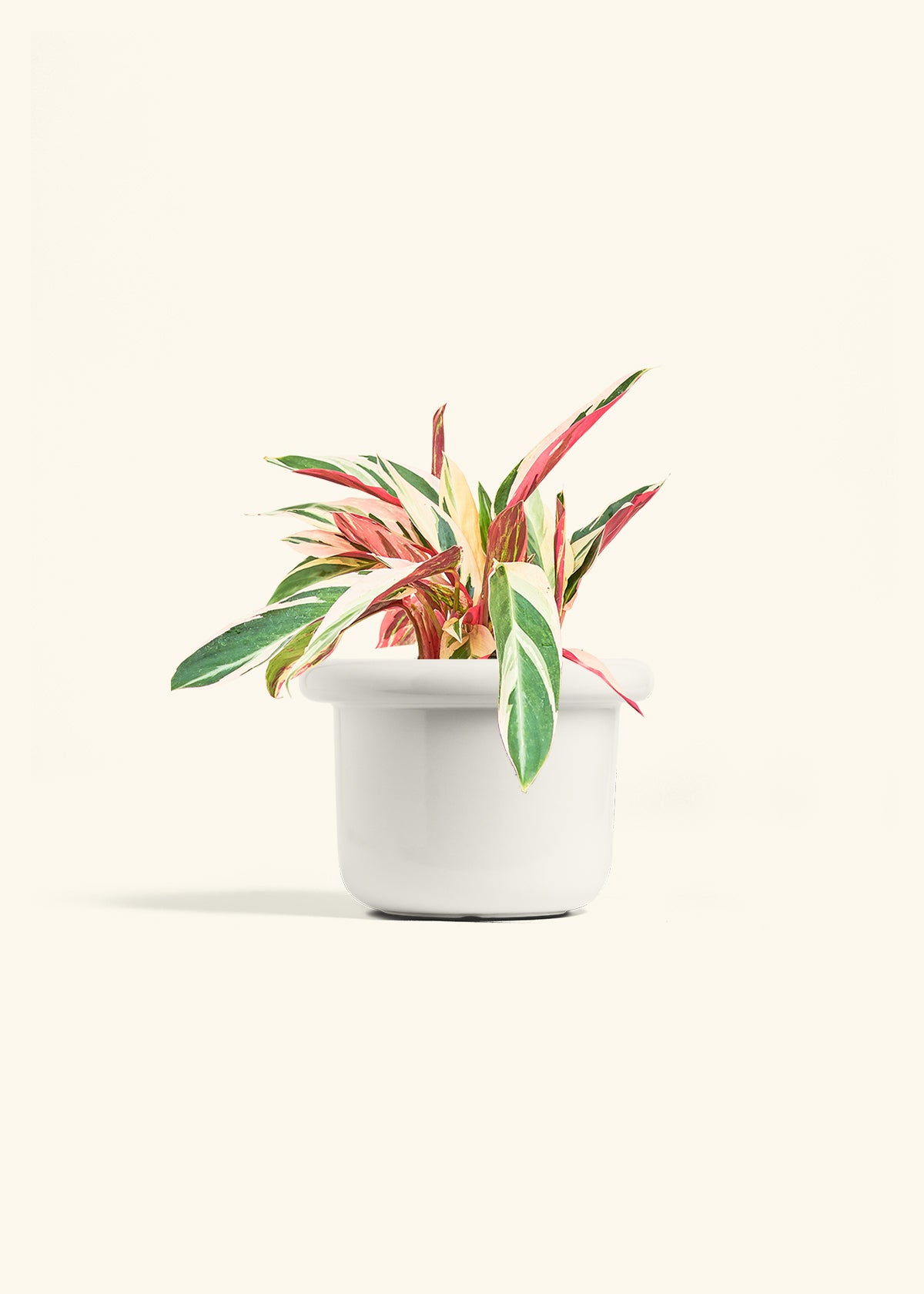 Stromanthe Triostar in a 6 inches Fat Lip White Planter 