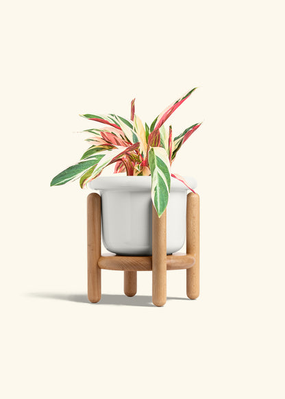 Stromanthe Triostar in a 6 inches Fat Lip White Planter in a Beech Wood Stand