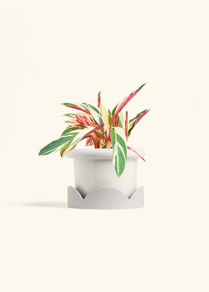 Stromanthe Triostar in a 6 inches Fat Lip White Planter in a Oat Petal Drip Tray