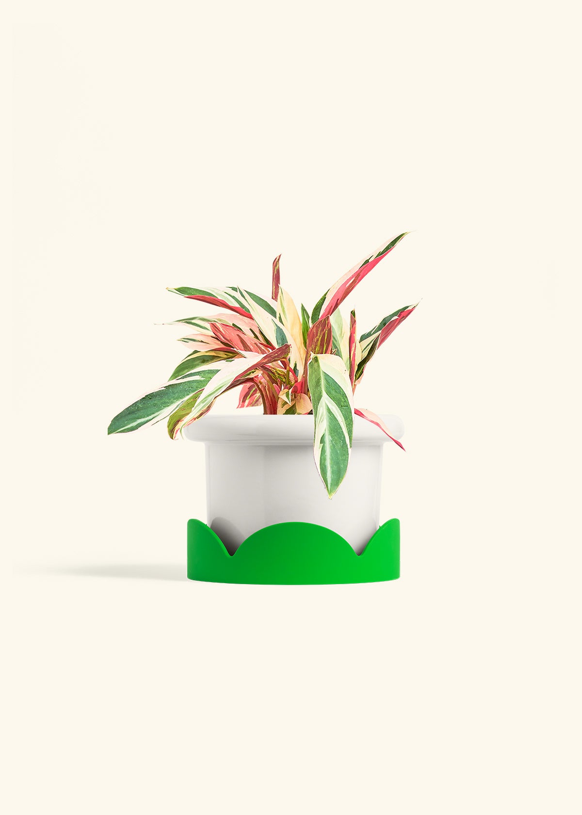 Stromanthe Triostar in a 6 inches Fat Lip White Planter in a Shamrock Petal Drip Tray