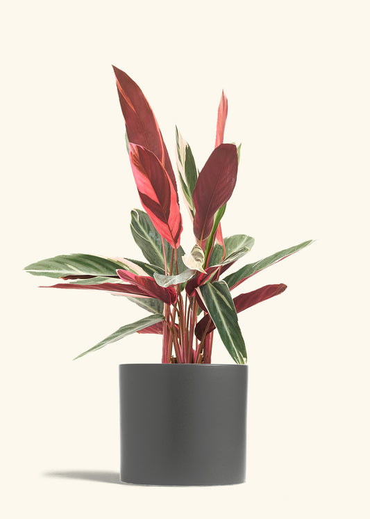 Stromanthe Triostar in a 8 inches Charcoal Classic Cylinder Planter 