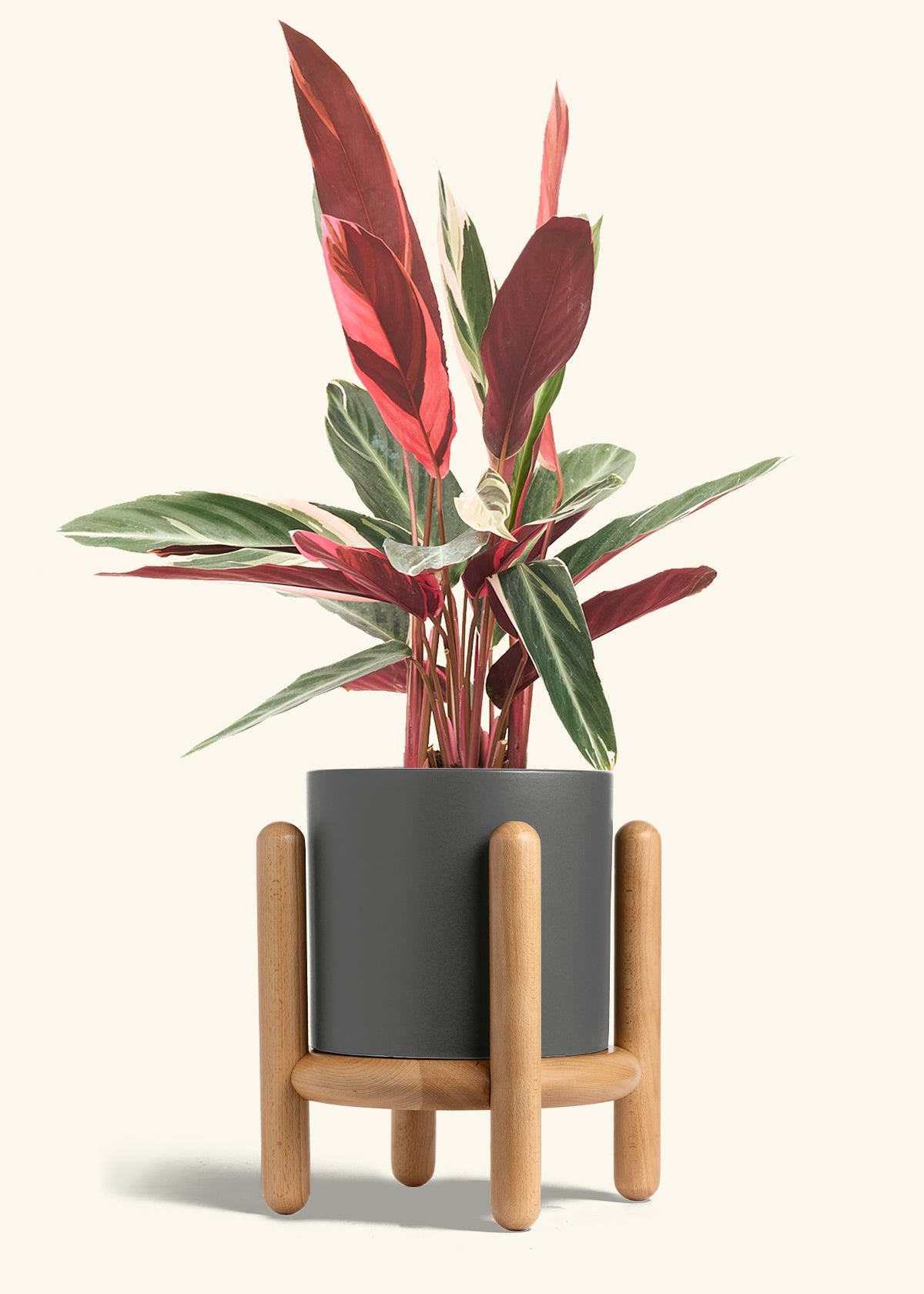 Stromanthe Triostar in a 8 inches Charcoal Classic Cylinder Planter in a Beech Wood Stand