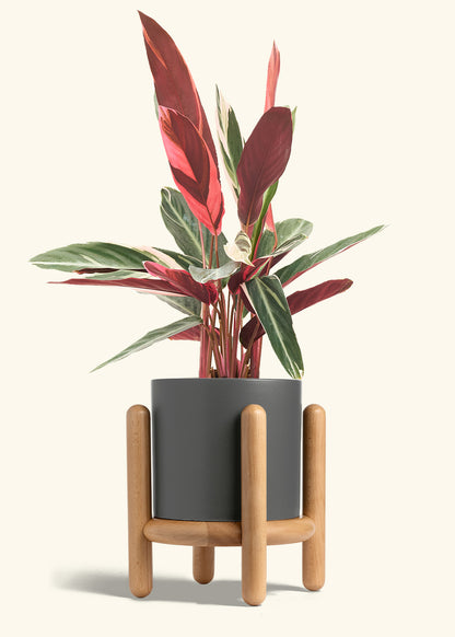 Stromanthe Triostar in a 8 inches Charcoal Classic Cylinder Planter in a Beech Wood Stand