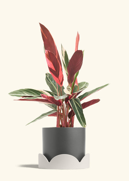 Stromanthe Triostar in a 8 inches Charcoal Classic Cylinder Planter in a Oat Petal Drip Tray