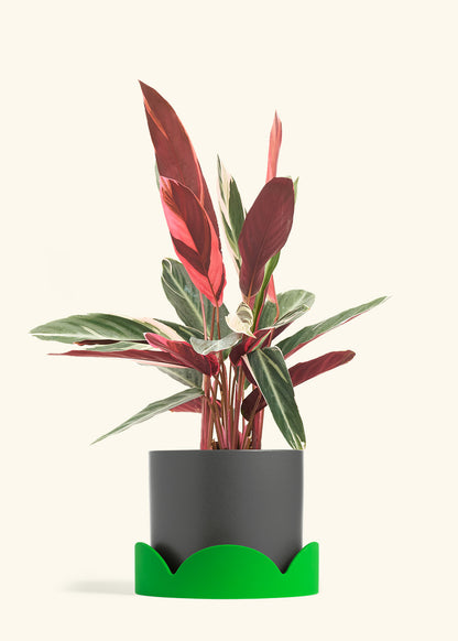 Stromanthe Triostar in a 8 inches Charcoal Classic Cylinder Planter in a Shamrock Petal Drip Tray