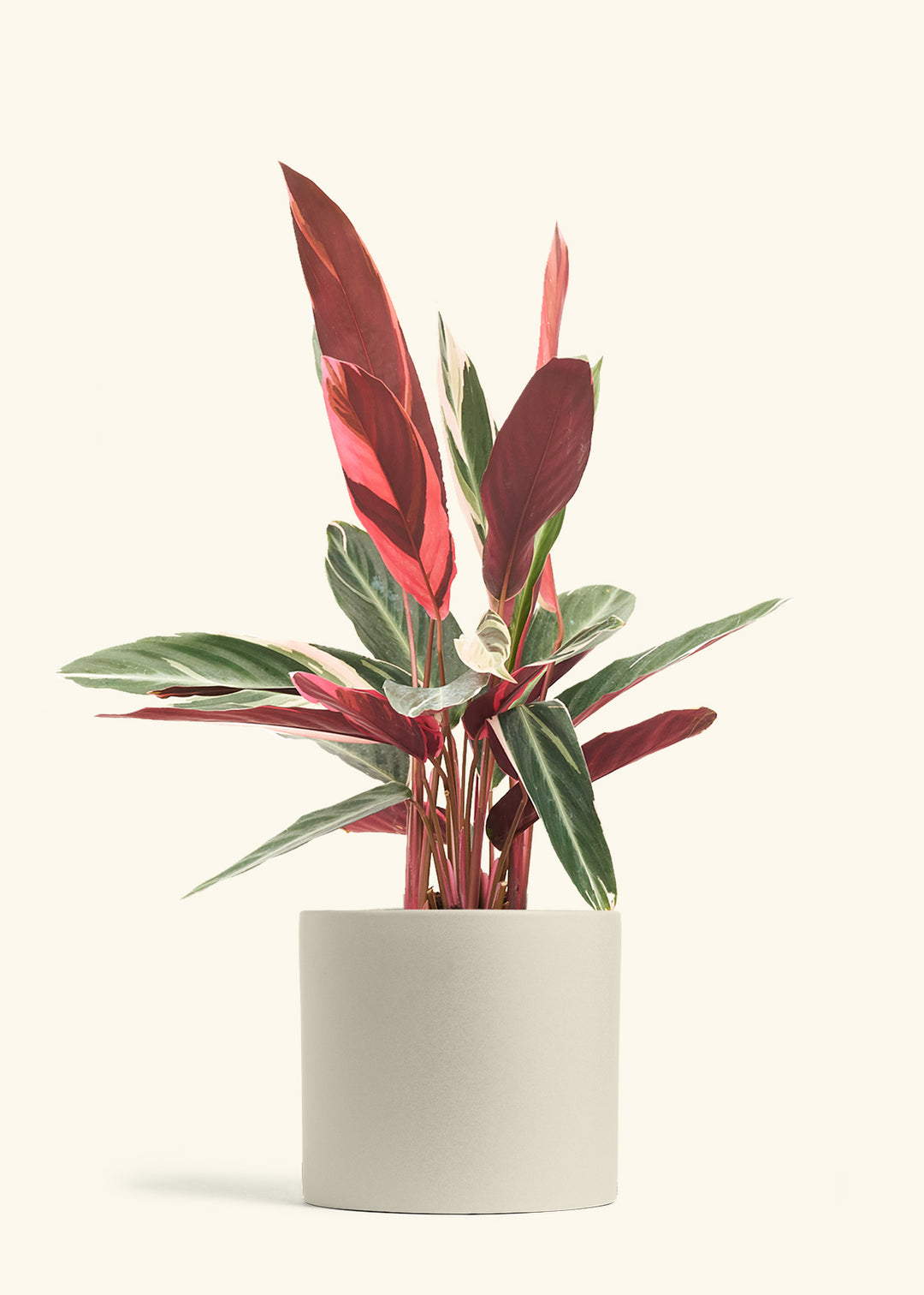 Stromanthe Triostar in a 8 inches Oat Classic Cylinder Planter 
