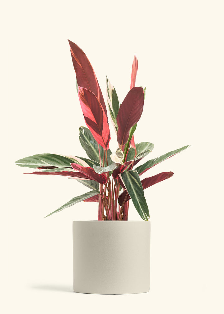 Stromanthe Triostar in a 8 inches Oat Classic Cylinder Planter 