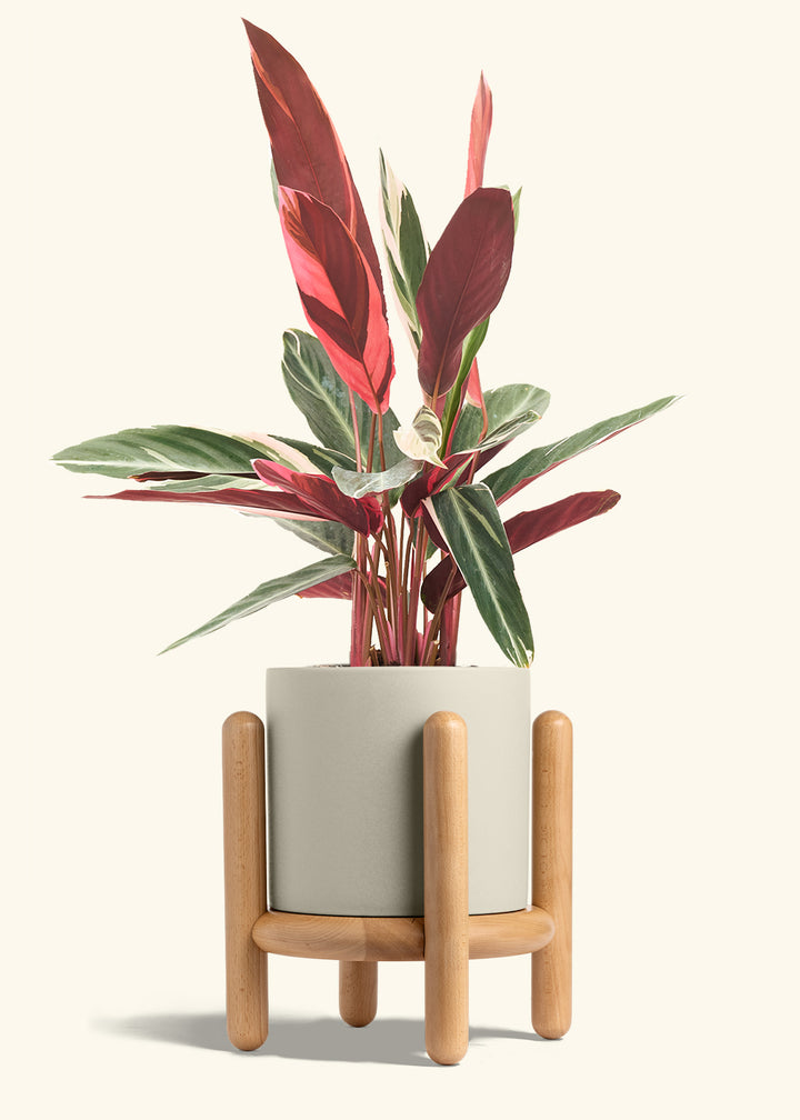 Stromanthe Triostar in a 8 inches Oat Classic Cylinder Planter in a Beech Wood Stand