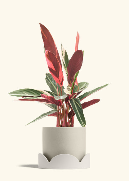 Stromanthe Triostar in a 8 inches Oat Classic Cylinder Planter in a Oat Petal Drip Tray