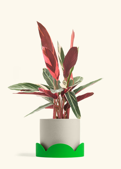 Stromanthe Triostar in a 8 inches Oat Classic Cylinder Planter in a Shamrock Petal Drip Tray