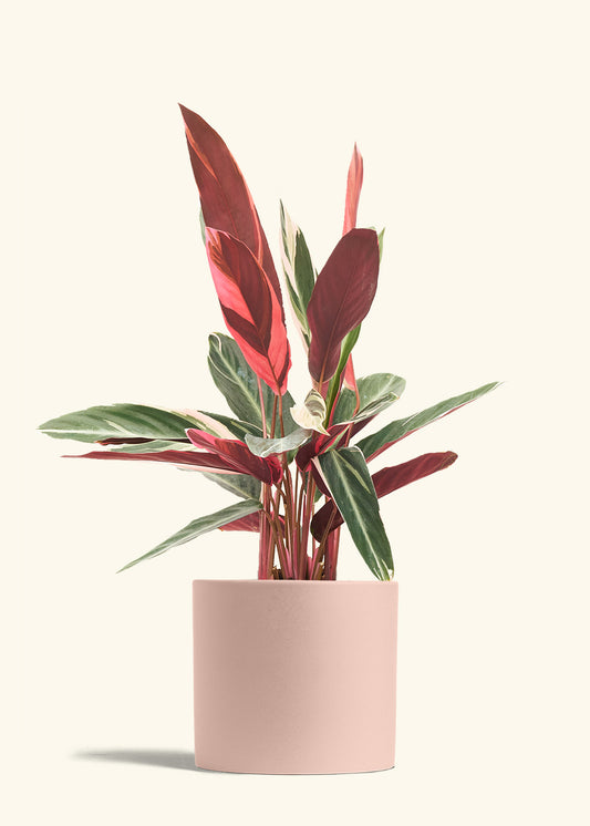Stromanthe Triostar in a 8 inches Pink Classic Cylinder Planter 