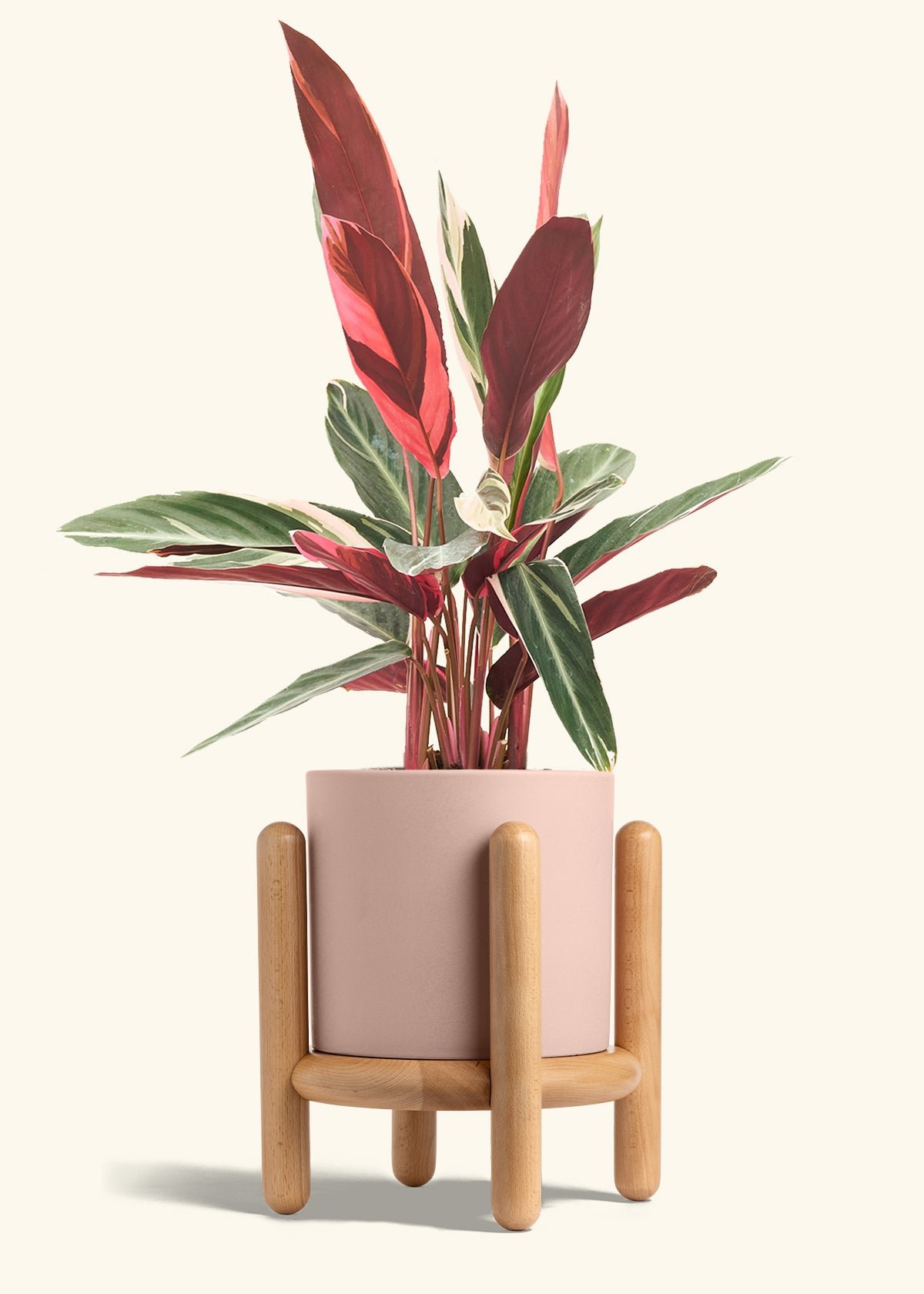 Stromanthe Triostar in a 8 inches Pink Classic Cylinder Planter in a Beech Wood Stand