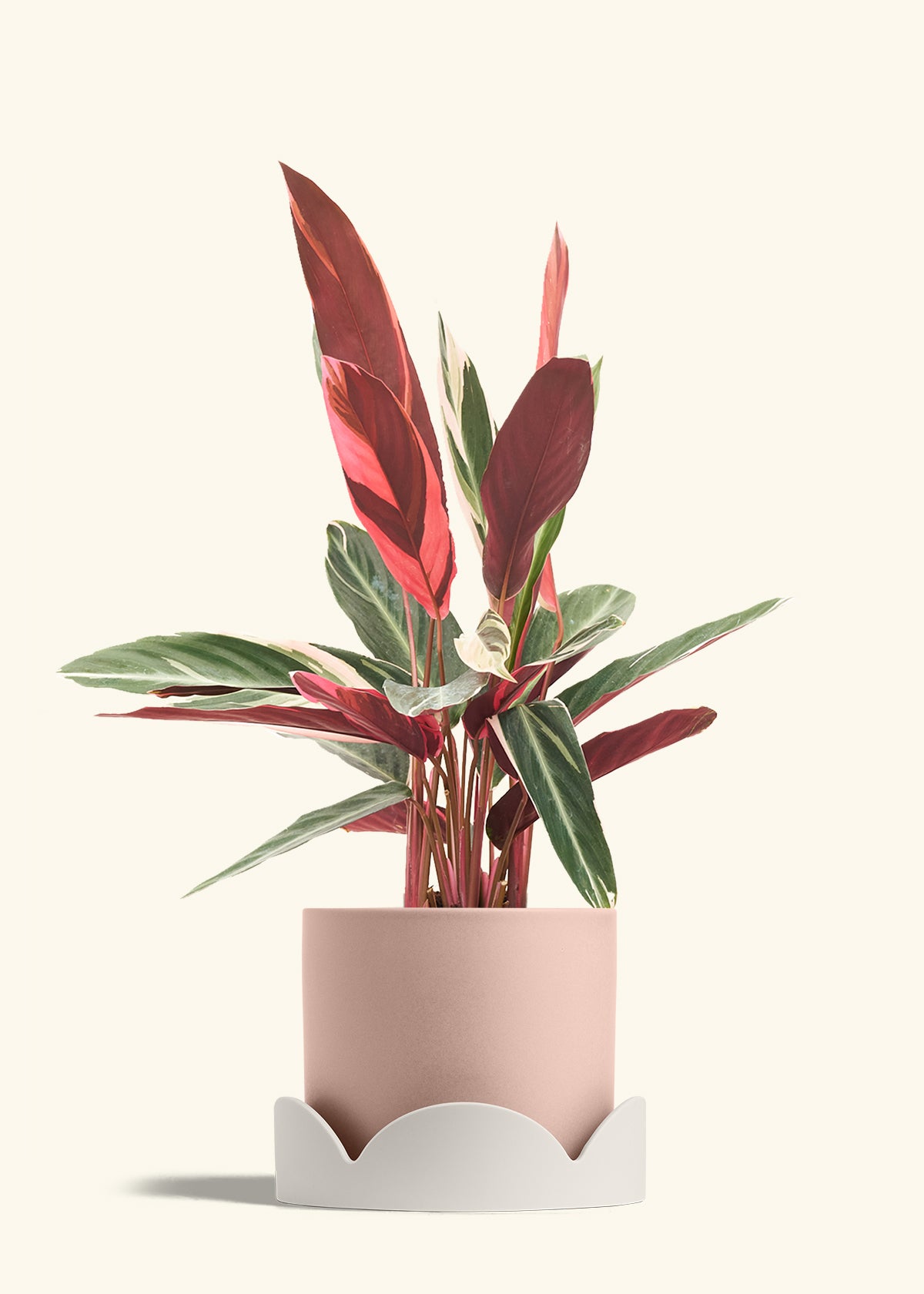 Stromanthe Triostar in a 8 inches Pink Classic Cylinder Planter in a Oat Petal Drip Tray
