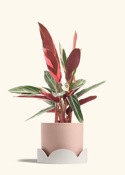 Stromanthe Triostar in a 8 inches Pink Classic Cylinder Planter in a Oat Petal Drip Tray