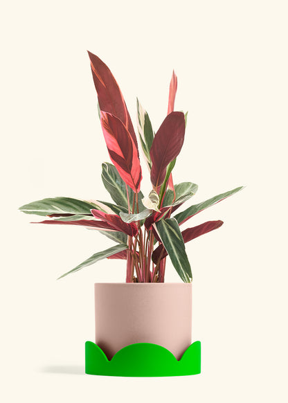 Stromanthe Triostar in a 8 inches Pink Classic Cylinder Planter in a Shamrock Petal Drip Tray