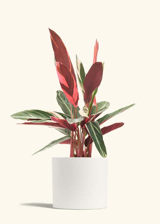 Stromanthe Triostar in a 8 inches White Classic Cylinder Planter 