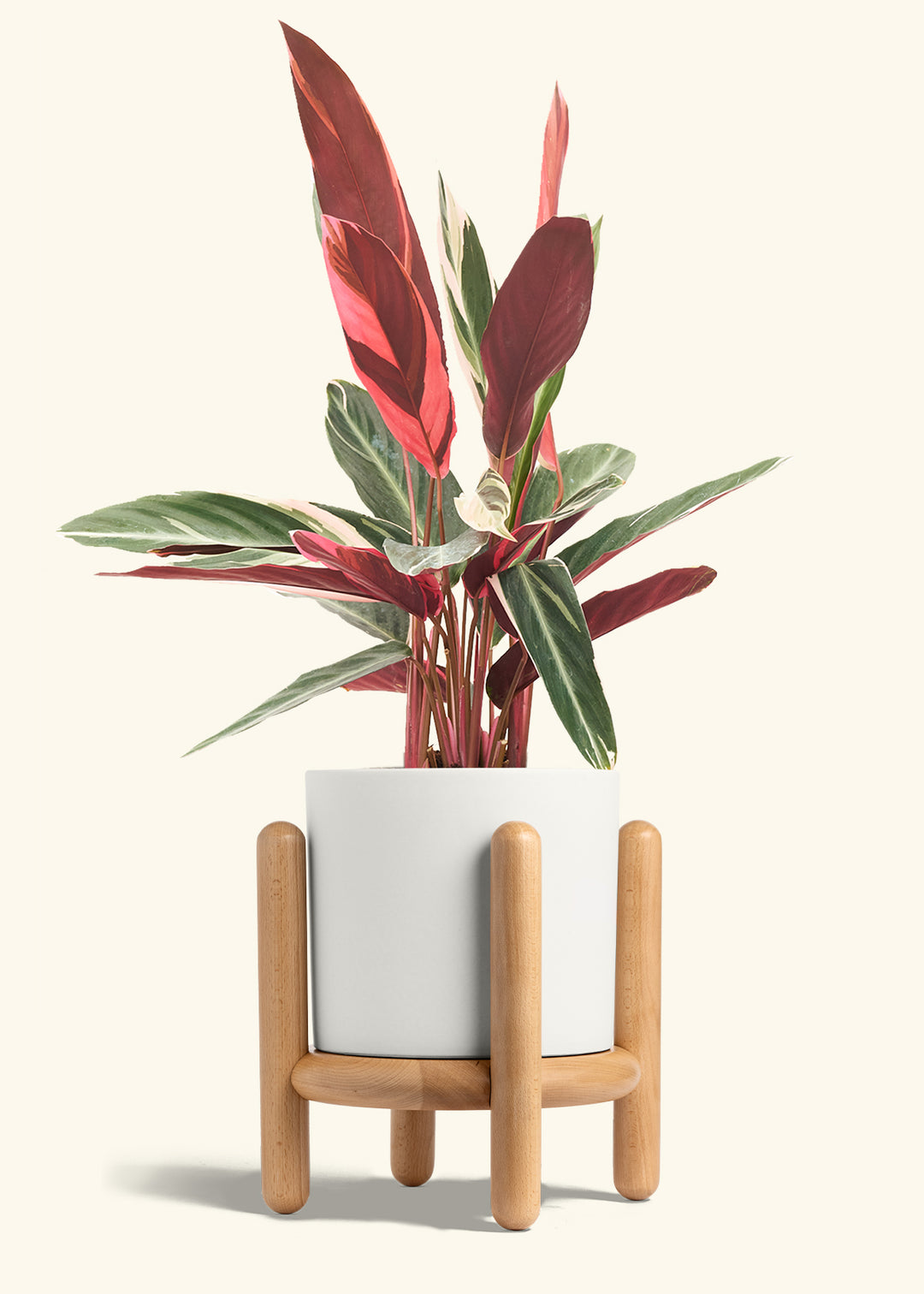 Stromanthe Triostar in a 8 inches White Classic Cylinder Planter in a Beech Wood Stand