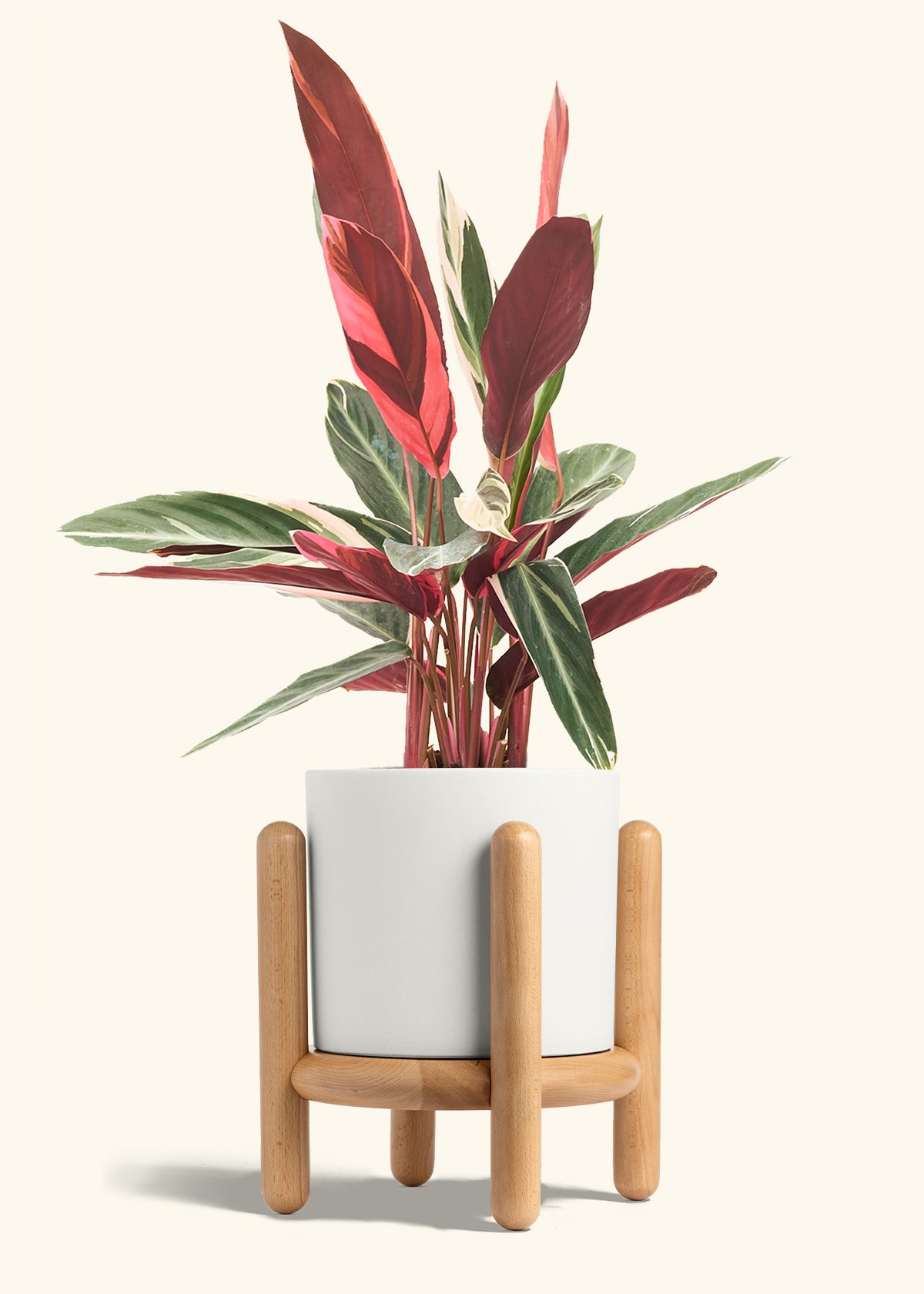 Stromanthe Triostar in a 8 inches White Classic Cylinder Planter in a Beech Wood Stand