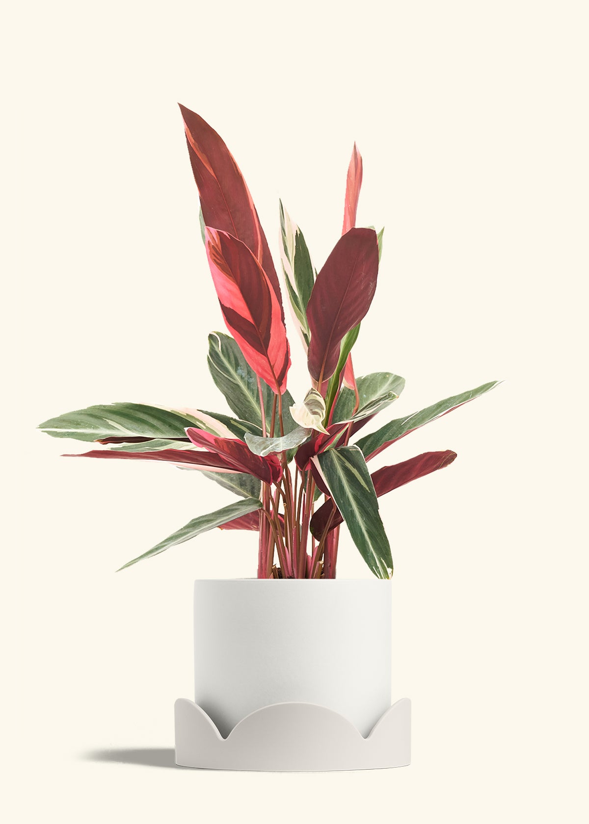 Stromanthe Triostar in a 8 inches White Classic Cylinder Planter in a Oat Petal Drip Tray