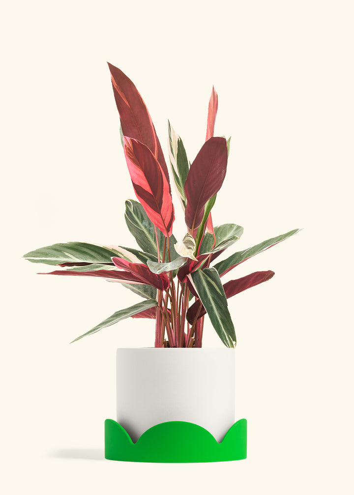 Stromanthe Triostar in a 8 inches White Classic Cylinder Planter in a Shamrock Petal Drip Tray