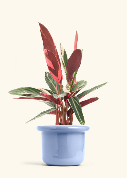 Stromanthe Triostar in a 8 inches Fat Lip Blue Planter 