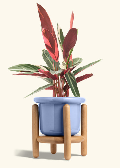 Stromanthe Triostar in a 8 inches Fat Lip Blue Planter in a Beech Wood Stand