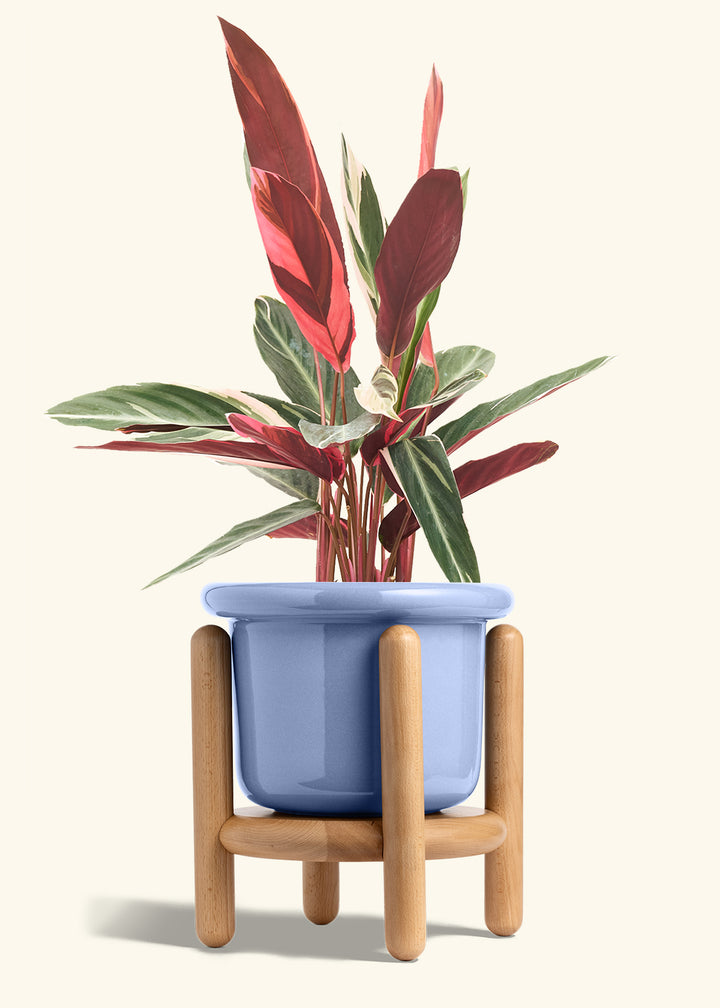 Stromanthe Triostar in a 8 inches Fat Lip Blue Planter in a Beech Wood Stand