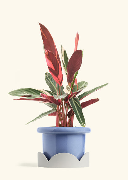 Stromanthe Triostar in a 8 inches Fat Lip Blue Planter in a Oat Petal Drip Tray