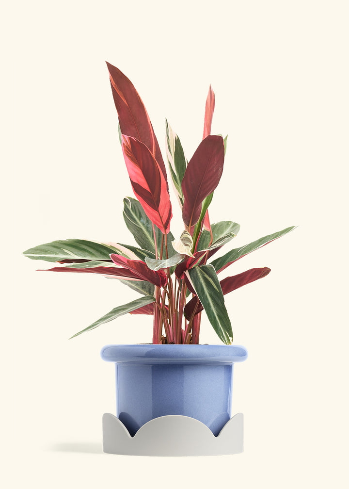 Stromanthe Triostar in a 8 inches Fat Lip Blue Planter in a Oat Petal Drip Tray