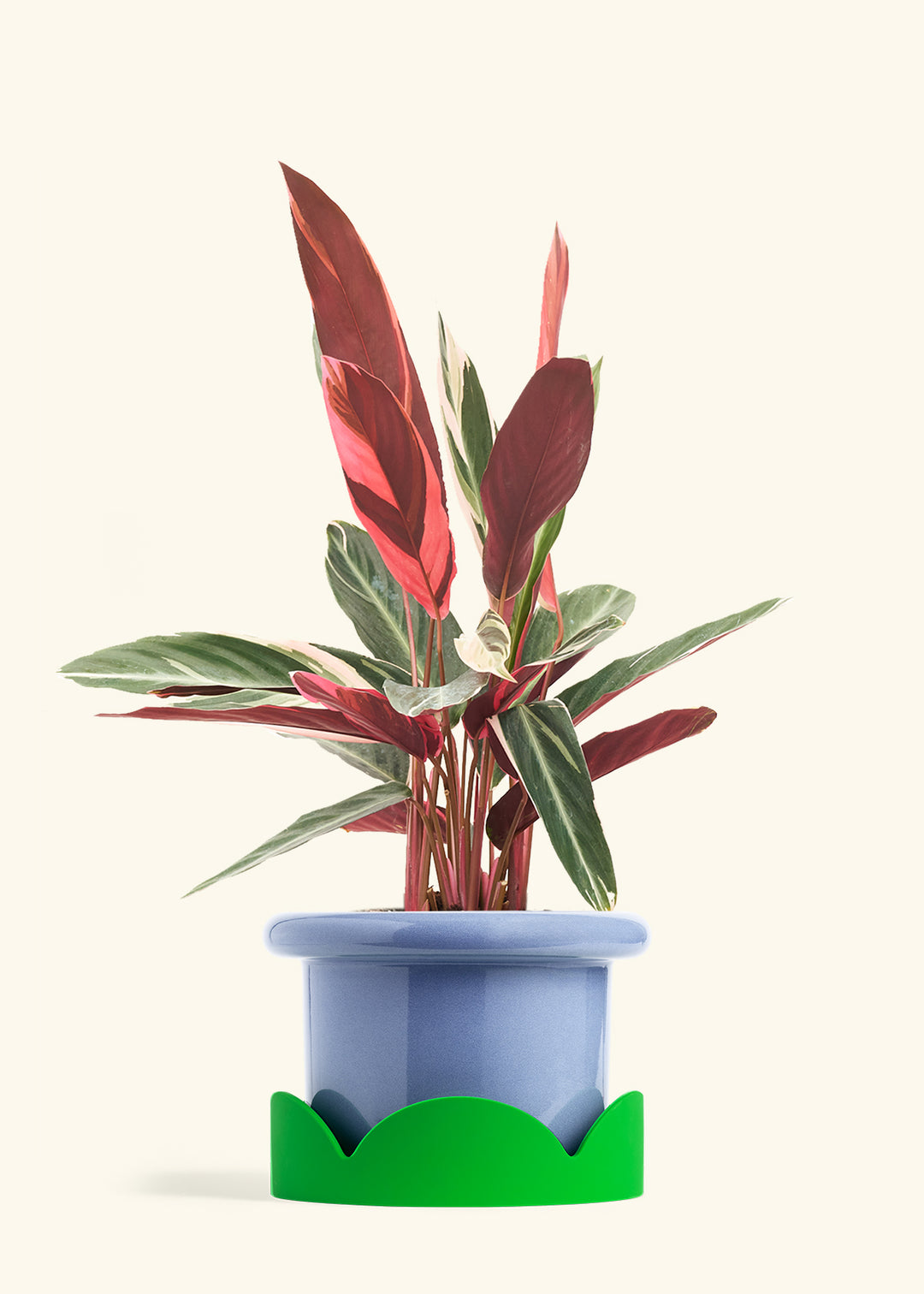 Stromanthe Triostar in a 8 inches Fat Lip Blue Planter in a Shamrock Petal Drip Tray