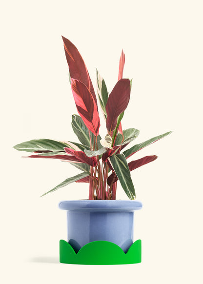 Stromanthe Triostar in a 8 inches Fat Lip Blue Planter in a Shamrock Petal Drip Tray