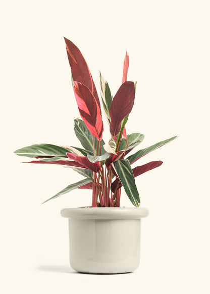 Stromanthe Triostar in a 8 inches Fat Lip Oat Planter 