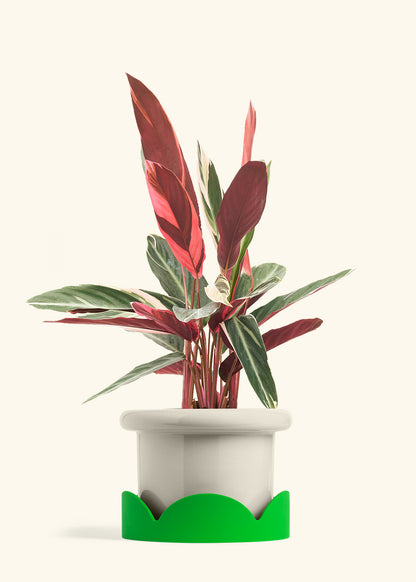Stromanthe Triostar in a 8 inches Fat Lip Oat Planter in a Shamrock Petal Drip Tray